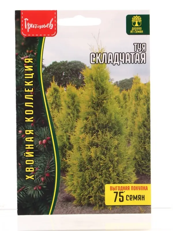 Семена цветов Туя Складчатая 0,1 г.  12.29 г.