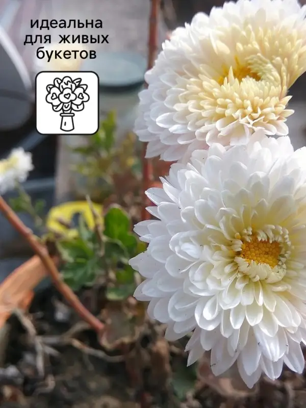 Семена Астра Принцесса Корина 0.3г*