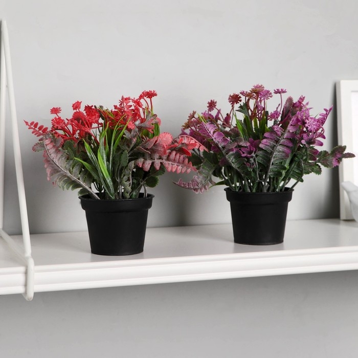 Бонсай в горшке Бонсай в горшке "Скабиоза" 7х14 см, микс