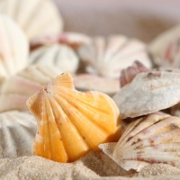 Набор ракушек, 4 - 5 см, 100 г Набор ракушек, 4 - 5 см, 100 г