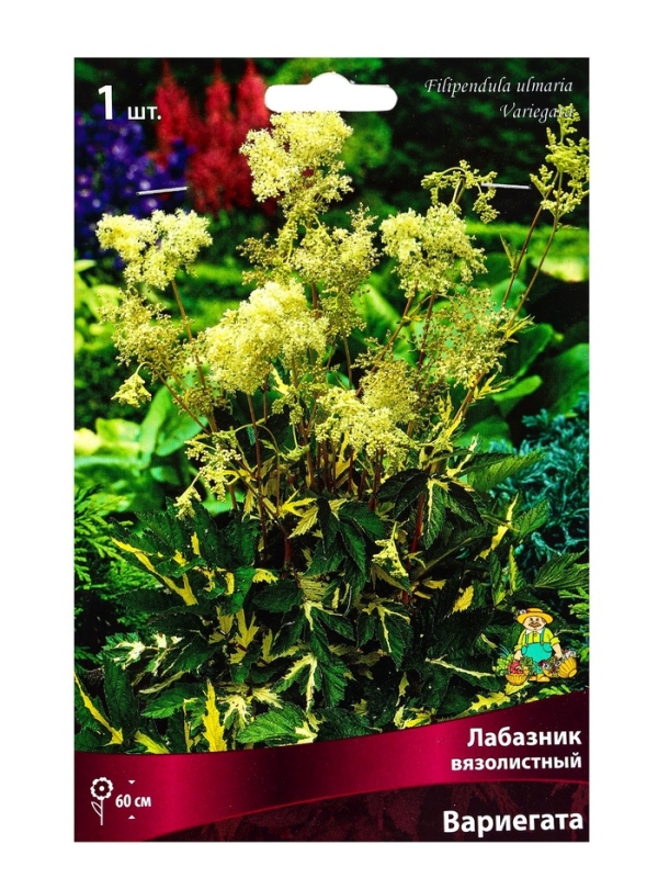 Лабазник вязолистный Вариегата, р-р I, 1 шт, Весна 2025 Лабазник вязолистный Вариегата, р-р I, 1 шт, Весна 2025