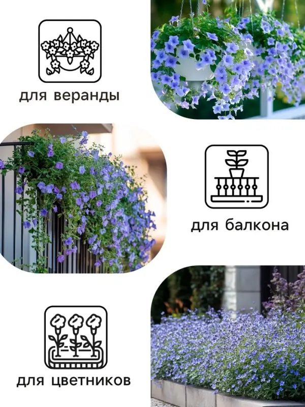 Семена  цветов Лобелия "Сапфир" ампельная, О, 0,05 г