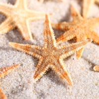 Набор натуральных морских звезд, 1,5 - 2,5 см, 20 шт Набор натуральных морских звезд, 1,5 - 2,5 см, 20 шт