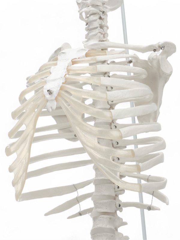 Макет "Поясничный отдел позвоночника, тазобедренный сустав" 40*26см