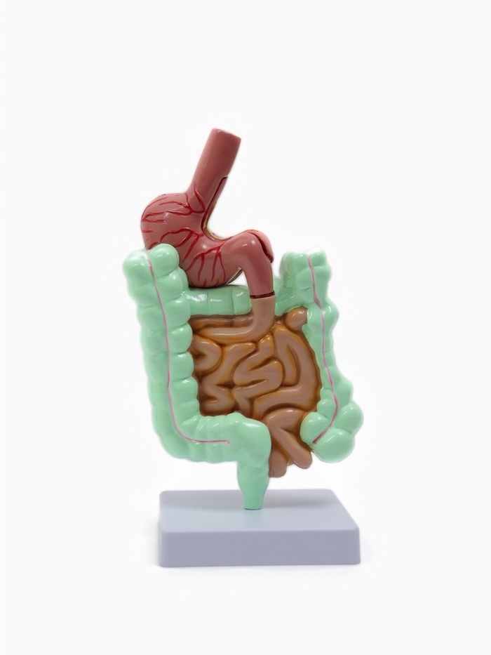 Макет "Кишечник человека" 25*14 см
