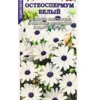 Семена Остеоспермум Белый /Сотка/ 0,1г/ h-60см, d-8см/*1200