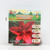 Лилия Азиатская Кашпо Cascavel, луковица в пакете с перфорацией, р-р 12/14, 2 шт.