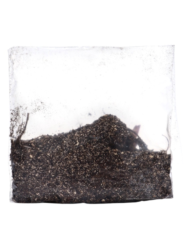 Лилия Восточная "Касабланка", р-р 12/14, 3 шт, Весна 2025, ЭКОНОМ,