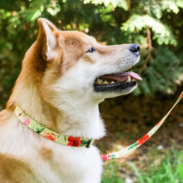 Набор &laquo;Цветы&raquo;, застёжка - фастекс, поводок 2 м и ошейник 28-46 см