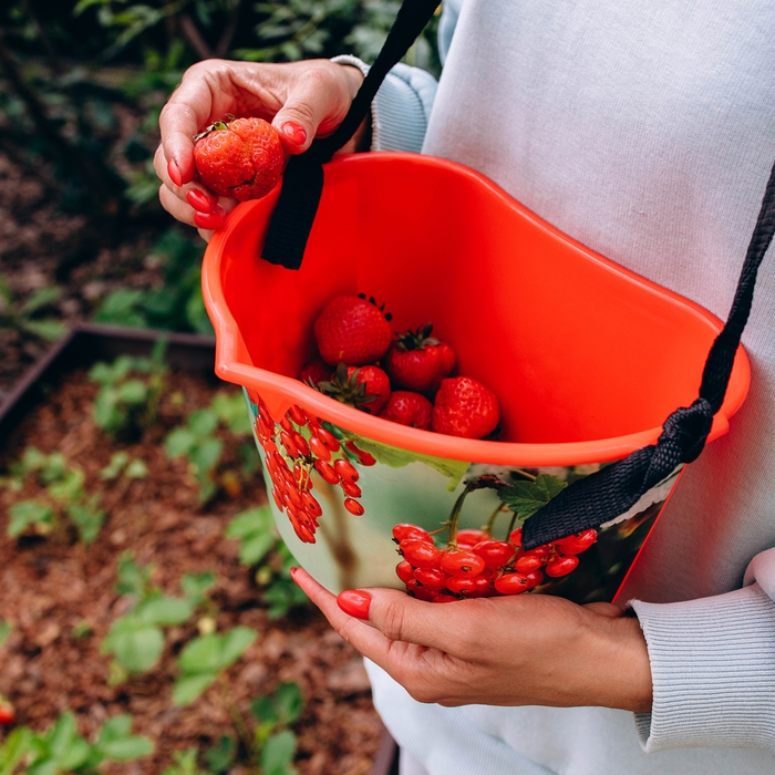 Ёмкость для сбора ягод, 3 л, &laquo;Красная смородина&raquo;, красная