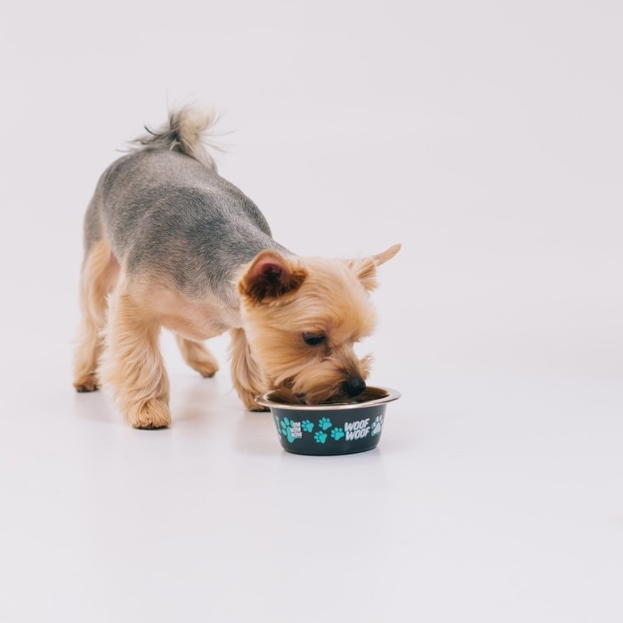 Миска для кошек и собак из нержавеющей стали &laquo;Дай! Ещё хочу!&raquo;, 240 мл, 11 х 4 см