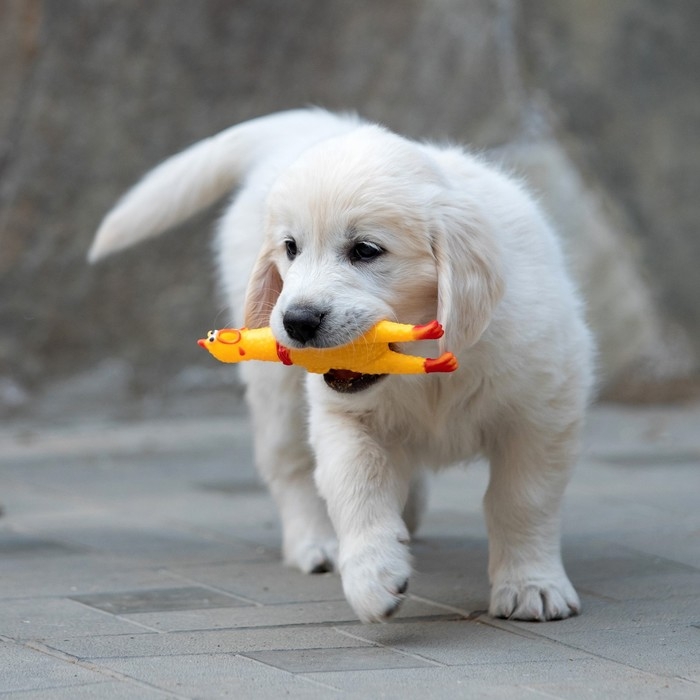 Игрушка пищащая Игрушка пищащая "Задумчивая курица" малая, 16,5 см, жёлтая