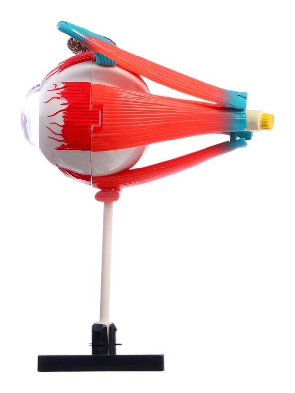 ЭВРИКИ Набор для опытов "Строение глаза", анатомическая модель