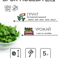 Семена Кориандр "Янтарь", 5 г