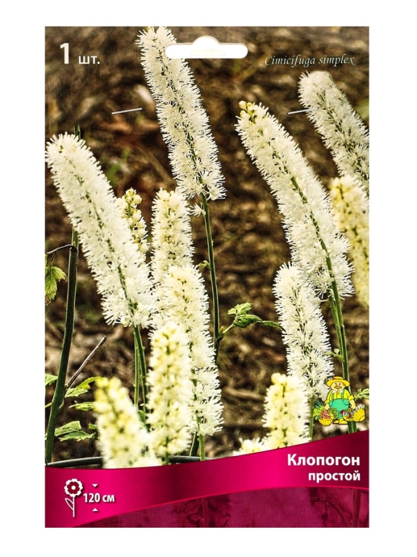 Клопогон простой, р-р I, 1 шт, Весна 2025 Клопогон простой, р-р I, 1 шт, Весна 2025