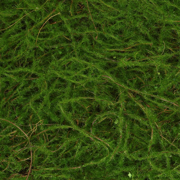 Декоративная панель, 90 &times; 40 см, &laquo;Папоротник&raquo;, Greengo