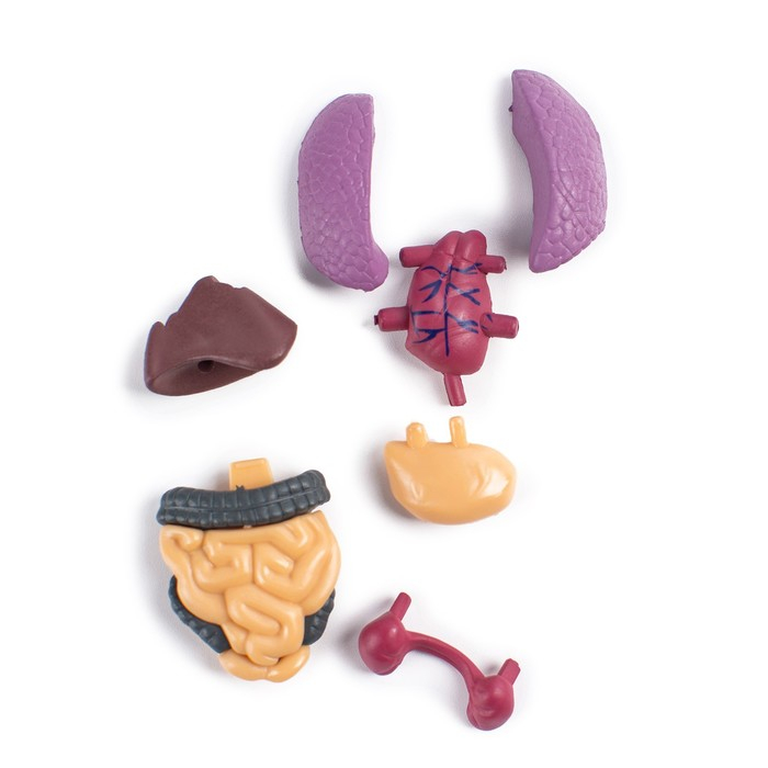 Набор для опытов &laquo;Строение тела&raquo;, анатомия человека