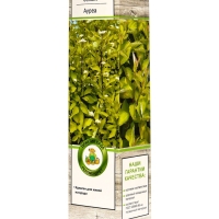 Дерен белый &laquo;Ауреа&raquo;, саженец, декоративный, 1 шт., туба