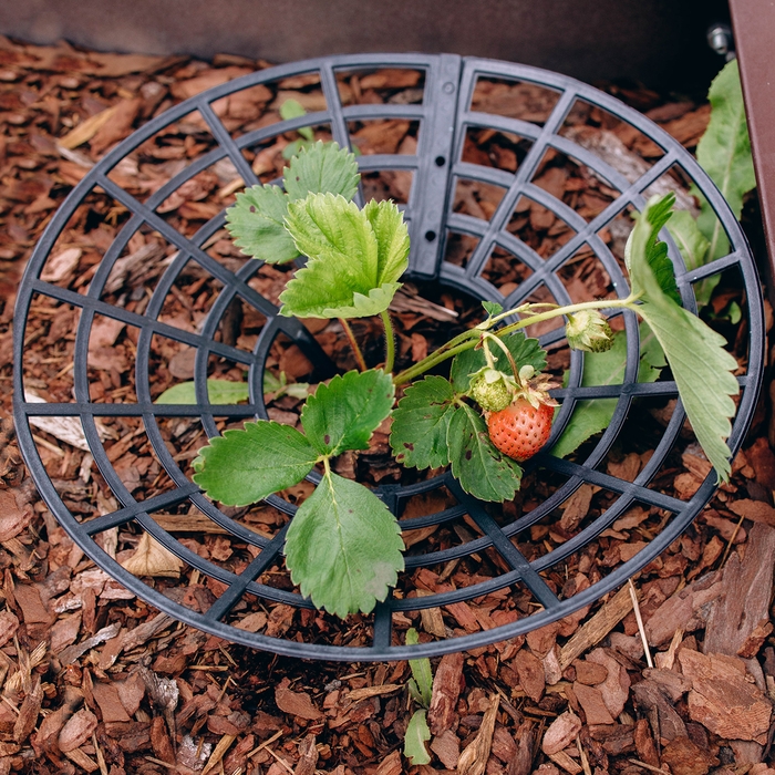 Кустодержатель для клубники, d = 25.5 см, пластик, набор 5 шт., чёрный Кустодержатель для клубники, d = 25.5 см, пластик, набор 5 шт., чёрный