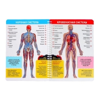 Книга с прозрачными страницами &laquo;Моё тело&raquo;, 32 стр.