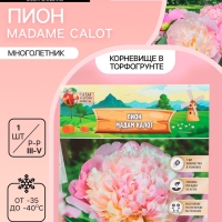 Пион Madame Calot, корневище в пакете с торфогрунтом, р-р 2/3, 1 шт.
