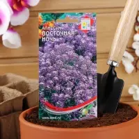 Семена цветов Алиссум "Восточная ночь", 170шт