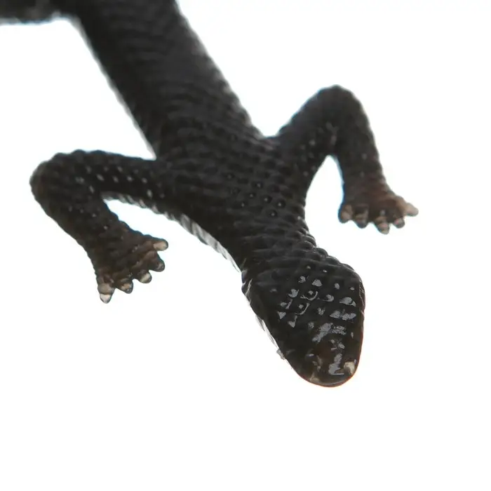 Липучка &laquo;Гады&raquo;, виды МИКС