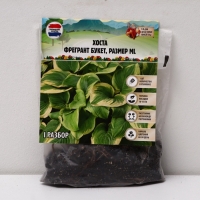 Хоста Fragrant Bouquet, корневище в пакете с торфогрунтом, р-р I, размер ML,1 шт.