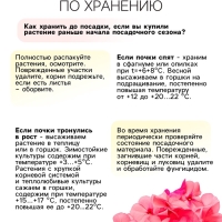 Флокс &laquo;Бамбини Кэнди Краш&raquo; ркорневище в пакете с торфогрунтом, -р I, 2 шт.