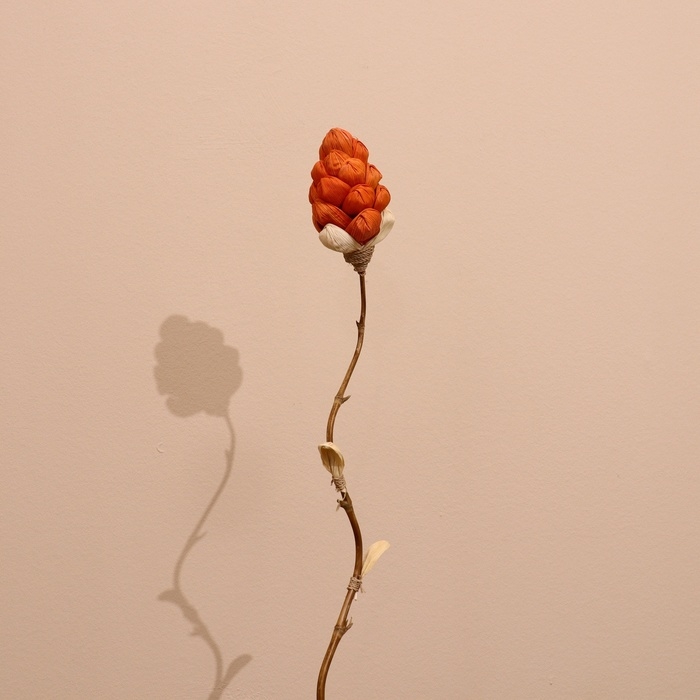 Сухоцвет на бамбуковом стебле 150 см коралловый Сухоцвет на бамбуковом стебле 150 см коралловый