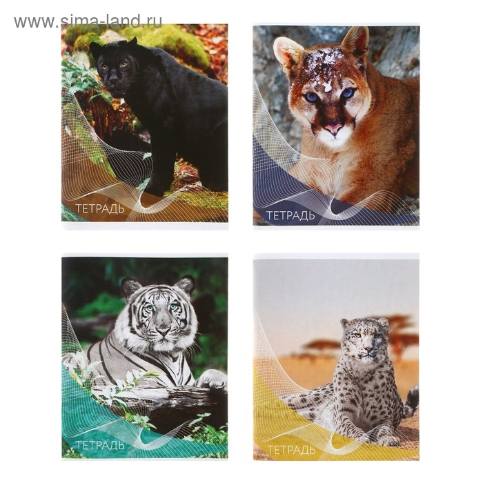 Тетрадь 96 листов в линейку Calligrata "Дикие кошки", обложка мелованный картон, блок №2, белизна 75% (серые листы), МИКС