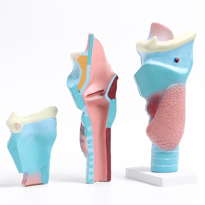 Макет Макет "Гортань человека" разборная 20см