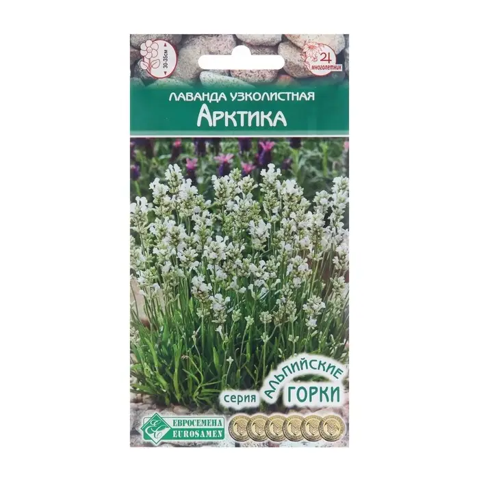 Семена Лаванда узколистная "Арктика",  5 шт
