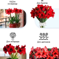 Амариллис Махровый Dancing Queen, многолетник, луковица, р-р 22/24, 1 шт.