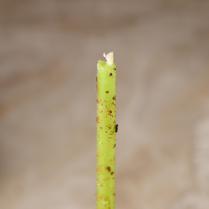 Свеча магическая восковая Свеча магическая восковая "Достижение", с гвоздикой, 16х0,6 см, зеленый