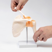 Макет "Плечевой сустав" 23*15*15см Макет "Плечевой сустав" 23*15*15см