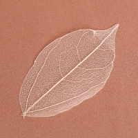 Сухие листья, набор 5 шт., размер 1 шт. &mdash; 8 &times; 5 см, цвет белый