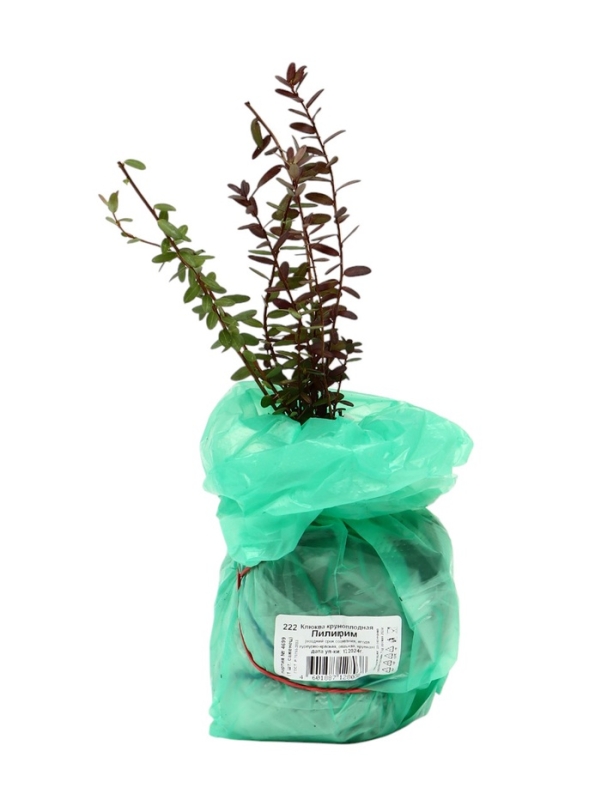 Клюква крупноплодная (Серия Северный Сад) "Пилигрим" 1 шт, туба, Весна 2025