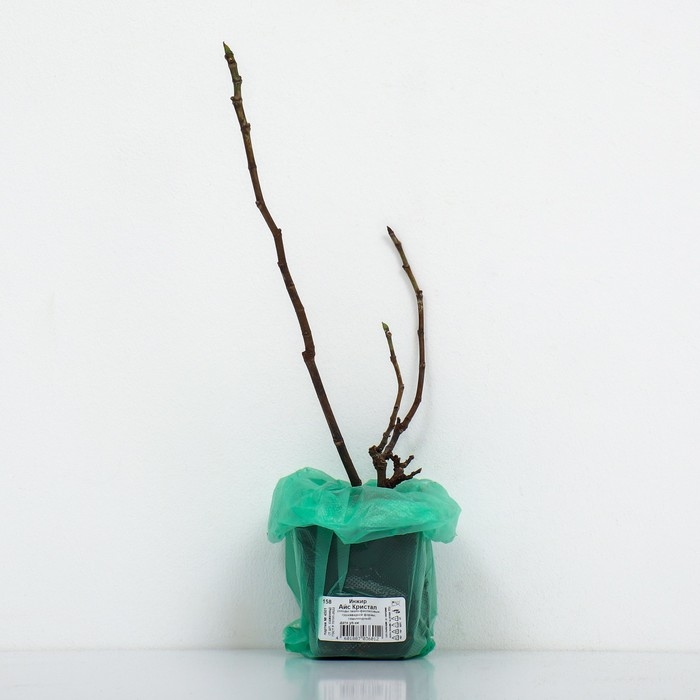 Инжир "Айс Кристал", 1 шт, туба, Весна 2025