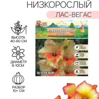 Гладиолус Низкорослый "Лас-Вегас", луковица цветов в пакете с перфорацией, р-р 10+, 7 шт.