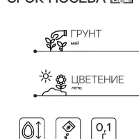 Семена цветов Иберис зонтичный "Ежевичные меренги", 0,1 г