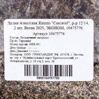 Лилия Азиатская Кашпо "Cascavel", р-р 12/14, 2 шт, Весна 2025, ЭКОНОМ,