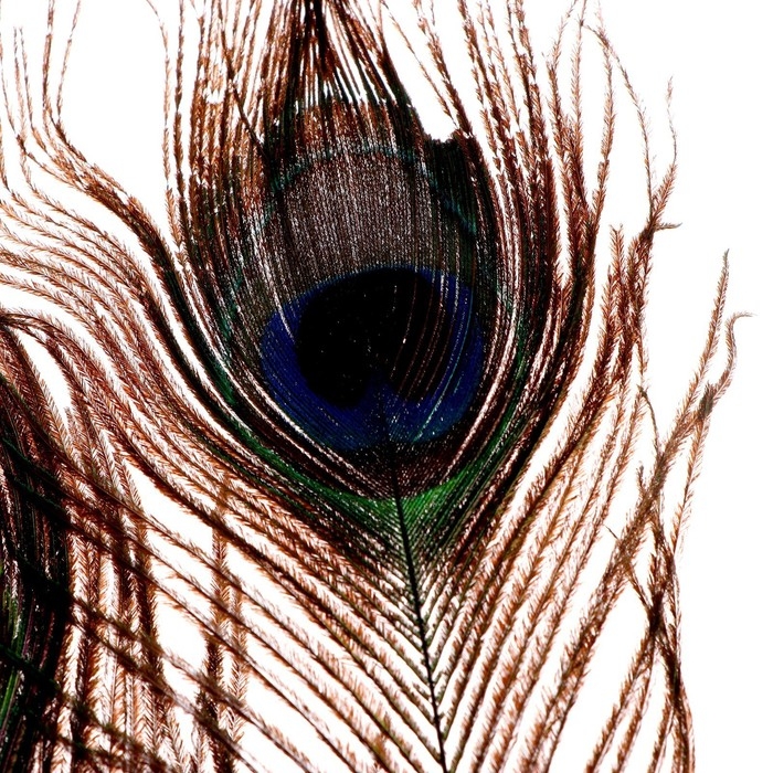 Набор перьев павлина для декора 2 шт. Набор перьев павлина для декора 2 шт.
