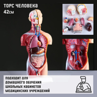 Макет "Торс человека" 42 см Макет "Торс человека" 42 см