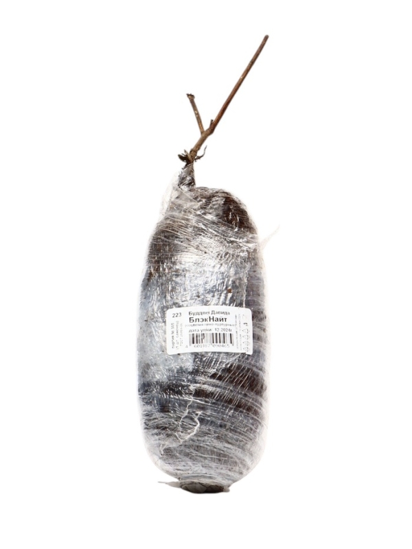 Буддлея Давида &laquo;Блэк Найт&raquo;, саженец, туба, 1 шт.