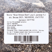 Хоста "Blue Mouse Ears", р-р I, размер S,1 шт, Весна 2025, ЭКОНОМ,