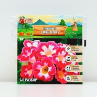 Глоксиния &laquo;Бланш де Меру&raquo;, многолетник, комнатный, луковица в пакете с перфорацией, р-р 5/6, 2 шт.