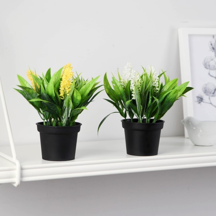 Бонсай в горшке Бонсай в горшке "Аллиум люкс" 7х12 см, микс