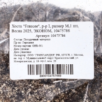 Хоста "Francee", р-р I, размер M,1 шт, Весна 2025, ЭКОНОМ,