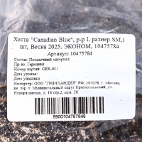 Хоста "Canadian Blue", р-р I, размер SM,1 шт, Весна 2025, ЭКОНОМ,